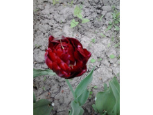 2016-05-16 16.23.01.jpg