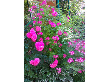 �������� �������+���������+������