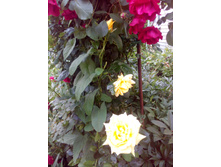 IMG 20170707 175353.jpg