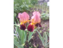 ���� ���������� ������� 70-90��. 30 �.