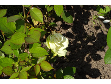 �� "���� �����"