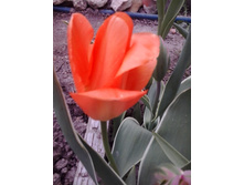 2017-05-16 17.43.50.jpg