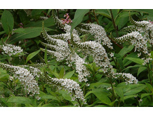 ��������� ������������ 110�...jpg