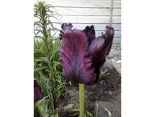 2017-05-22 18.05.31.jpg