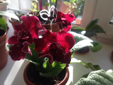 ������������� ����