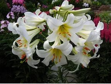 ����� ���-��� ���-��� ���. ����.jpg