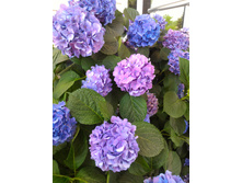 P 20170630 132347.jpg