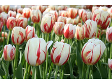 ������� ����� ������ ���-��� ���. ����.jpg