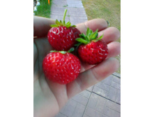 ���� �������