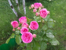 20170722 095747.jpg