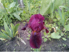 ���� ���������� 'Cherry Garden'.jpg