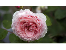 ������ ������