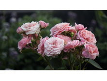 ���������� Bailando