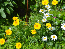 DSC 06201.JPG