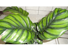 ������� ���������