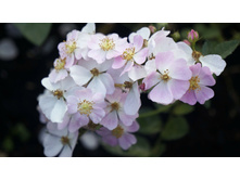 ������ �������