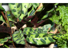 ������� ����������