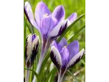 ��-��-�� ��-������-���� ��-���� ��-���� ��-��� 65 ���. ��. (� �������� 10 ��.). ������ 10-15 ��. ������� ������ 3 ��..jpg