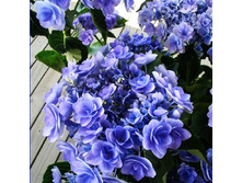 ��������� �������������� � ��� �� ������� (�)