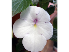 �������� White Princess