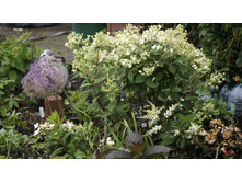 �������� (��������� ����������� ���� ���������?)