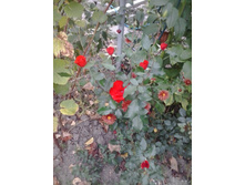 2015-09-29 15.49.07.jpg