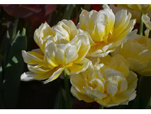 �������� �������� ������� ����-��� ��-��� ���. ����3..jpg