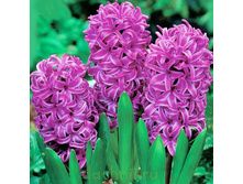 ��-���-�� ���-�� ��-��-��� . 88,5 ���. ��. (� �������� 3 �.). ������ �� 20 ��. ������� ������ 4 ��..jpg