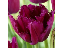 �������� ����������� ���-�� ��-� 132,3 ���. ��. (� �������� 7 ��.). ������ �� 50 ��. ������� ������ �� 12 ��.jpg