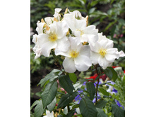 Sally Holmes (�����)