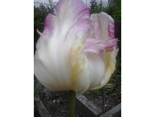 2016-05-08 19.55.00.jpg