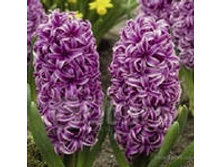 ��-���-�� ���-���� 85,5 ���. ��. (� �������� 3 �.). ������ �� 25 ��. ������� ������ 4 ��..jpg