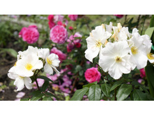 Sally Holmes (�����)