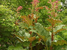 ������ ���������� (���������)