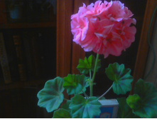 Santa Maria Centinial(IVI-������)