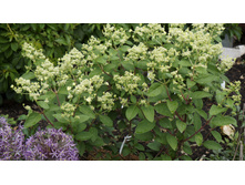 �������� (��������� ����������� ���� ���������?)