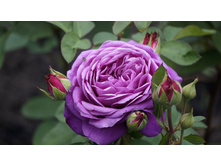 ����� ����