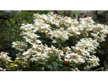 �������� (��������� ����������� ���� ���������?)