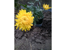 2015-10-18 15.43.48.jpg