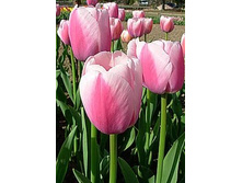 �������� ��������� ������� ���-�-���� ���. ���� 2.jpg