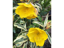 ������� ���������.jpg