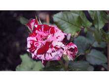 Arrow Follies. ����� ������