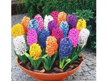 �������� 2.jpg