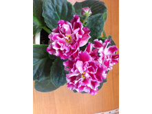 �������� ����� (�����)