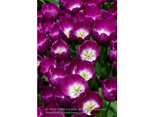 ������� ����� ������ ���-���� 83,3 ���. ��. (� �������� 7 ��.). ������ �� 50 ��. ������� ������ �� 10 ��..jpg