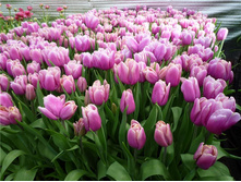 ������� ����� ������ ���-��� ��-��� ���. ����.jpg