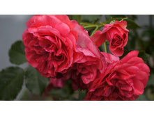 DSC0Rosarium Uetersen