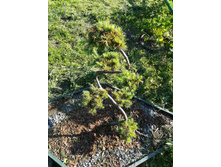 IMG 20170718 172541.jpg