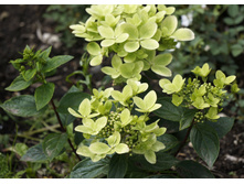 ��������� ����������� ������ ���� Rencolor