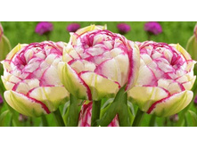 �������� �������� ������ ��-�� ��-� ���. ����2..jpg